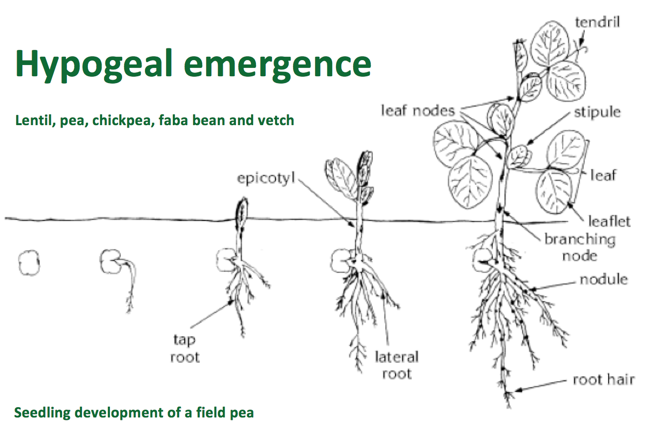 Resultado de imagen de lentil plant parts