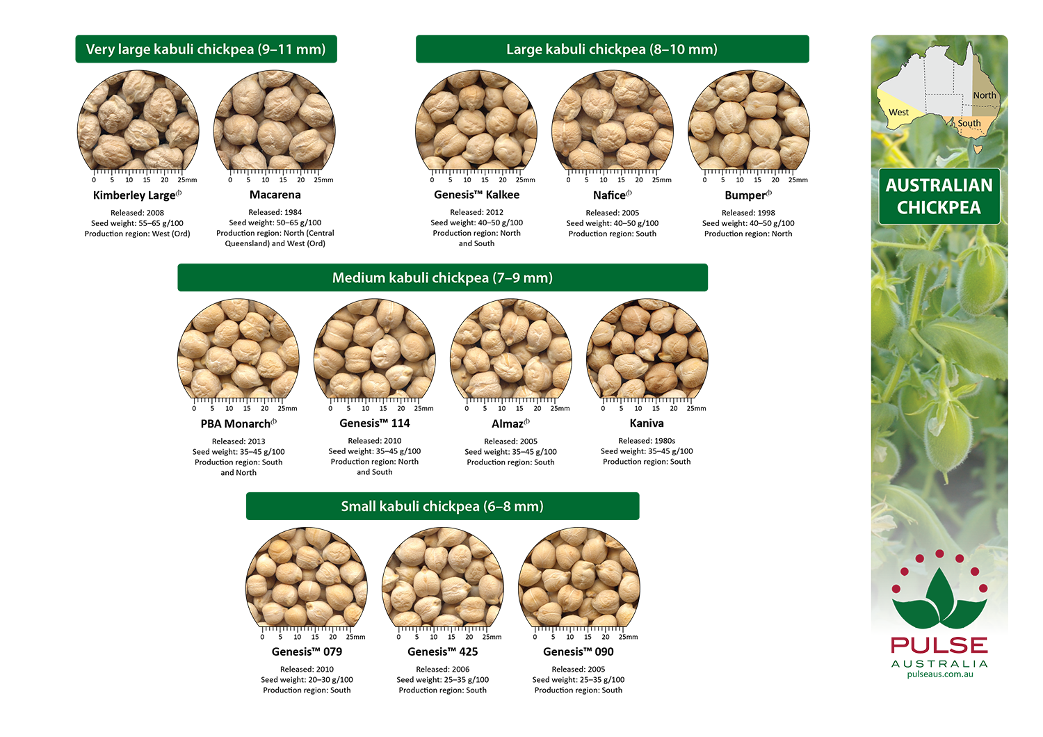 Chickpea Size Chart