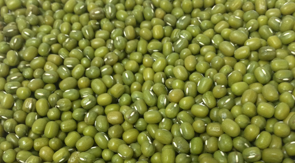 Pulse Australia - Mungbean