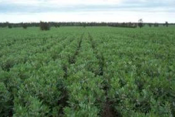 Pulse Australia - Faba (and broad) bean