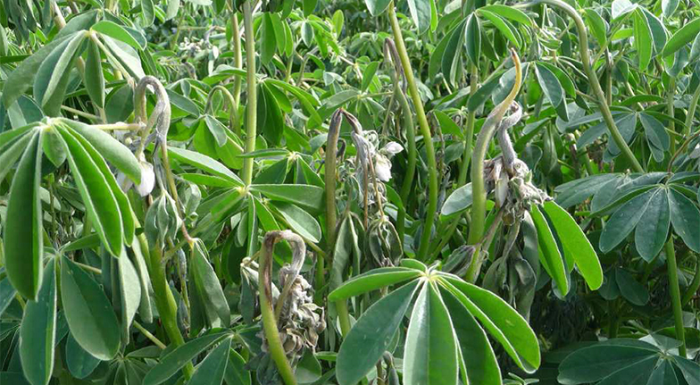 PA-lupin anthracnose albus_2.jpg